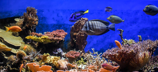 Fototapeta na wymiar Colorful fish aquarium