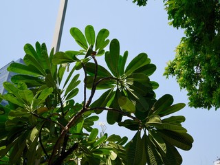 green leaves of a tree in a city