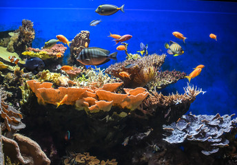 Colorful fish aquarium