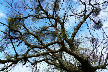 ヤドリギのある老木