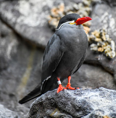 exotic tropical Bird on a perch