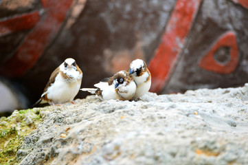 The outdoor fringillidae birds in the park