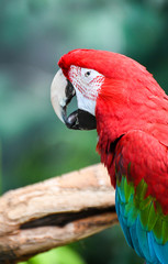 Fototapeta premium Colorful Macaw Bird on a Perch