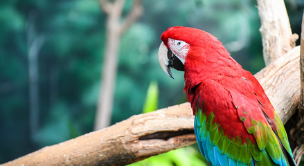 Colorful Macaw Bird on a Perch