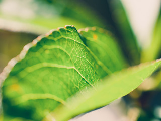 Green leaf
