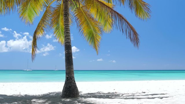 Coconut palm trees on white sandy beach on caribbean island. Travel destinations. Summer vacations