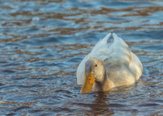 ducks in water mallard mule 
