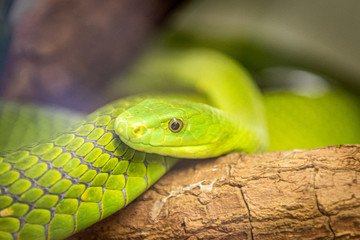 Mamba of the Green Kind