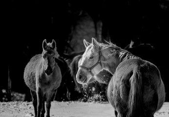 black and white image of a horse looking back at viewer 
