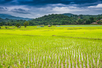 Rice field in Phayao province