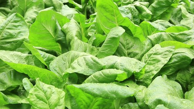 Silverbeet aka chard plants in garden