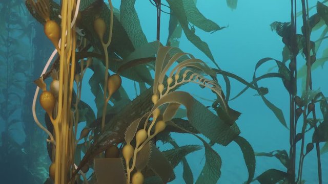  Apical end of young giant kelp algae.