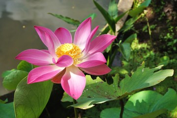 Pretty pink and yellow lotus flower bloom with green leaves and pond in the background