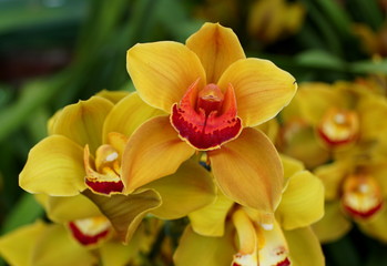 Beautiful petals of yellow and red cymbidium orchid flowers