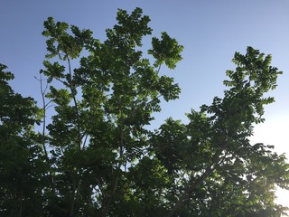 樹木