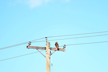 Red Tailed Hawk on Pole