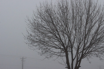 Foggy Morning