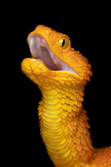 Female Variable Bush Viper Snake (Atheris squamigera) - Orange variation