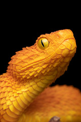 Female Variable Bush Viper Snake (Atheris squamigera) - Orange variation