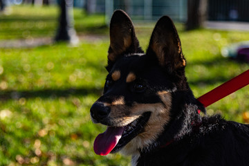 Perro negro con fondo verde 