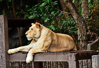  Lion is a carnivorous and ferocious animal. Resting