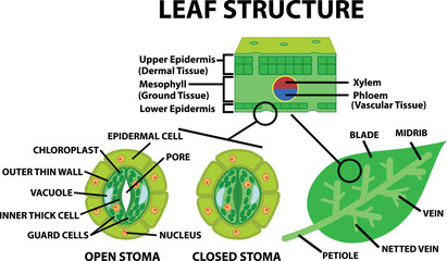 diagram of a leaf structure