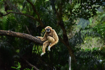  gibbon Climbing branches in a beautiful nature