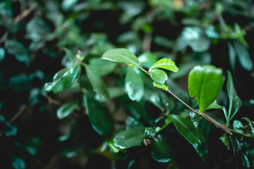 Close up of bush Fukien tea tree in the garden.