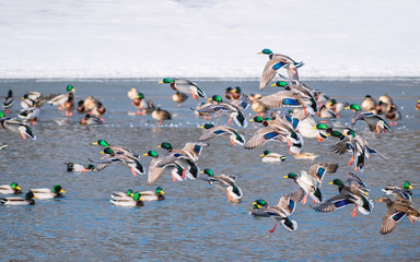A group of ducks are flying over water