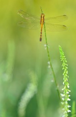 Small dragonfly perched at sunset