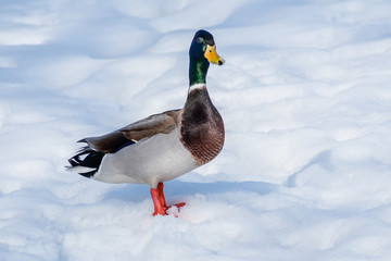 A close portrait of a mail duck in snow
