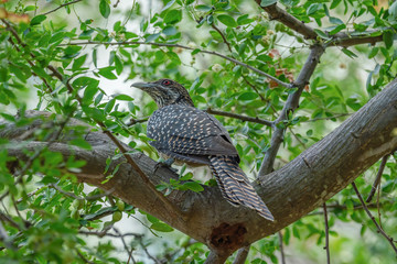 The Asian Koel female (Eudynamys scolopaceus) is a member of the cuckoo order of birds, the Cuculiformes. It is found in the Indian Subcontinent, China, and Southeast Asia.
