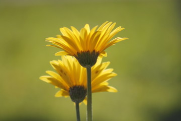 Yellow Flowers