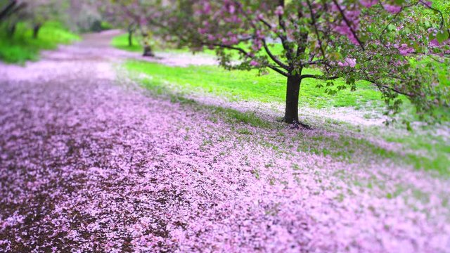 Myriad of fallen Cherry petals cover the footpath in the morning at Central Park New York City NY USA on May. 2019.