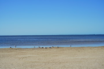 Fototapeta na wymiar Seagull is resting in a Florida beach in the morning