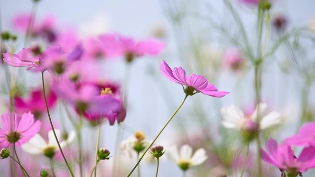 Pink Cosmos flowers plant in garden