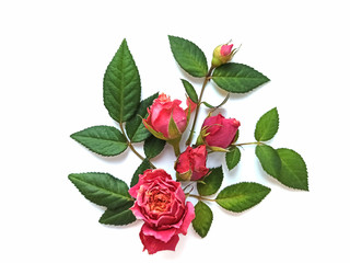 dwarf rose. Composition of flowers and leaves.	