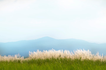 Fototapeta premium White fluufy wild flower, Saccharum spontaneum bush and pale blue mountain in background, calm day in rural area