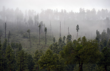 early morning fog in the forest