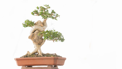 Bonsai tree in a brown pot on a white background