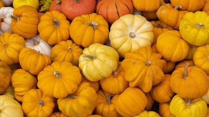 Many small orange pumpkins at the farmers market at the fair.