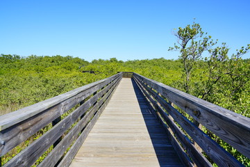 Obraz premium boardwalk crossing the swamp tree