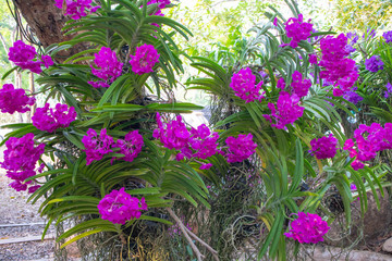 Pink orchids blooming