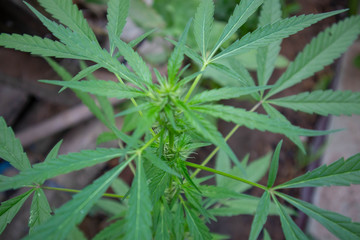 Fresh green -growing cannabis tree