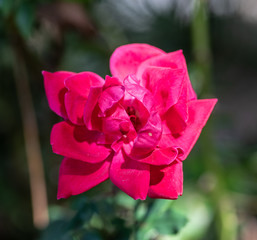 Macro2020-Rose2