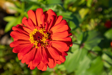 Red zinnia blooming