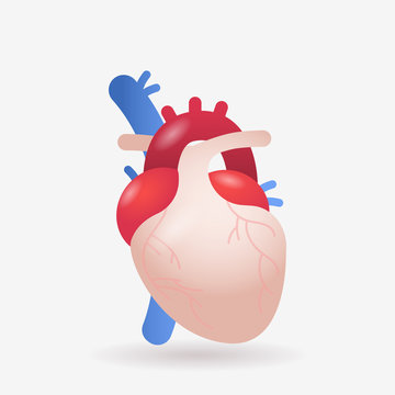 anatomical heart icon human body internal organ anatomy biology healthcare medical concept flat vector illustration