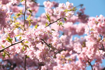 春、一足早い桜