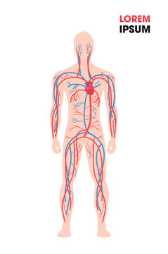 human arterial venous circulatory system blood vessels medical poster full length flat vertical copy space vector illustration