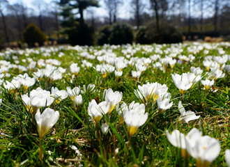 Field of white crocus flowers blooming in early Spring